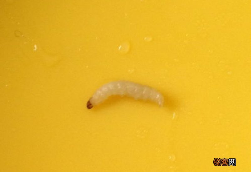 卧室没有米为什么有米虫