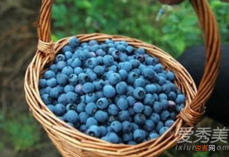 杨梅和蓝莓可以一起吃吗