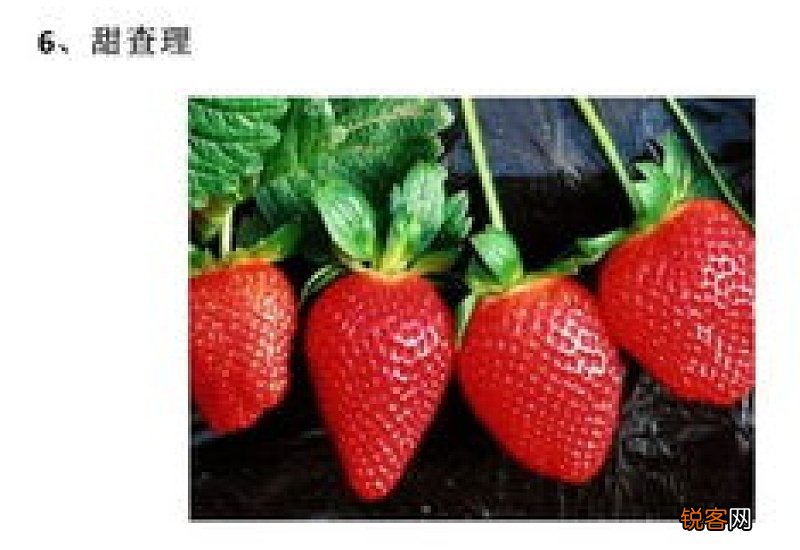 草莓的常见品种