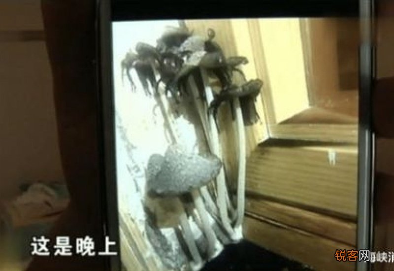 墙角长蘑菇的原因