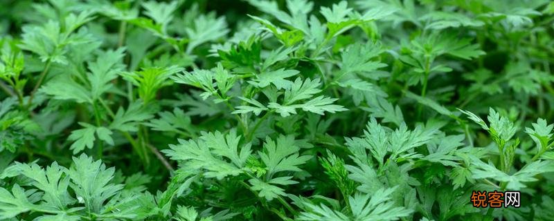 野艾蒿可以吃吗怎么吃 野艾蒿吃了有什么好处!