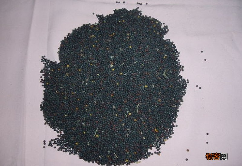 油菜籽榨油前要清洗吗