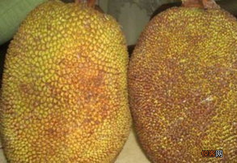 切开的半个菠萝蜜怎么保存