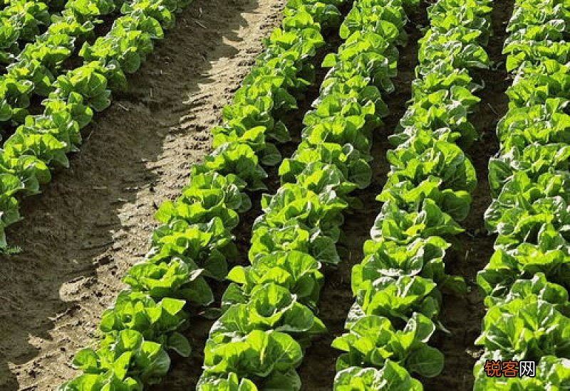 野生芦苇笋的吃法