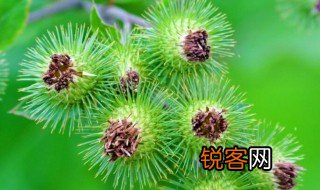 花的哪一部分将来发育成果实 花的什么一部分将来发育成果实