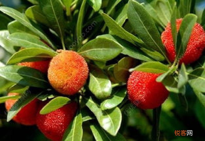 杨梅跟西瓜可以一起吃吗