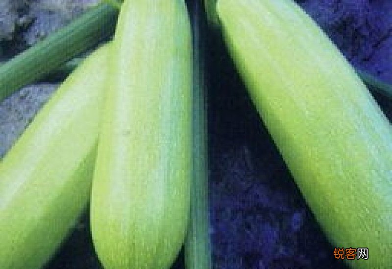 芦笋 西葫芦 芦笋西瓜皮汁