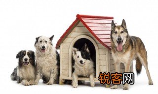 动物生物学中世代交替什么意思 动物生物学中世代交替