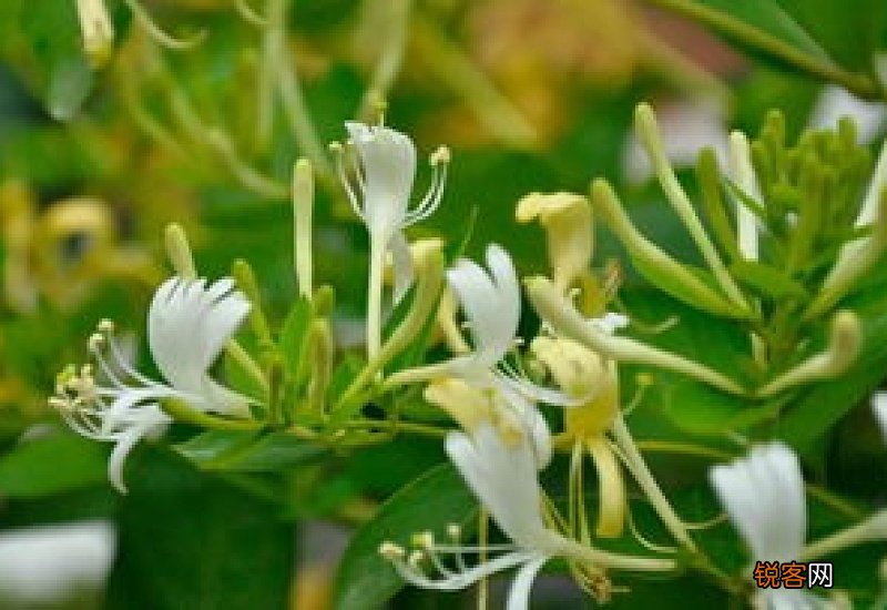 金银花几年开花