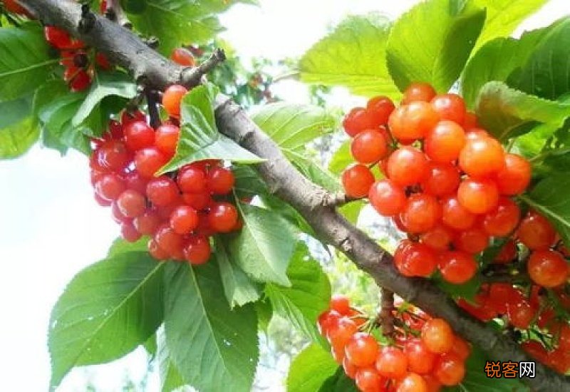 樱桃泡水为什么有虫