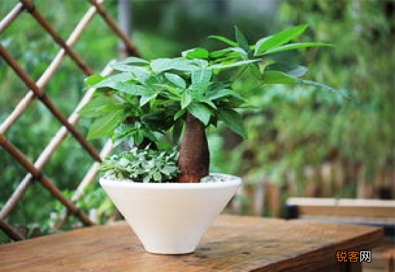 发财树水培的根全部放在水里面吗