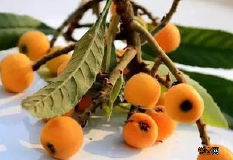 枇杷可以和荔枝一起吃吗