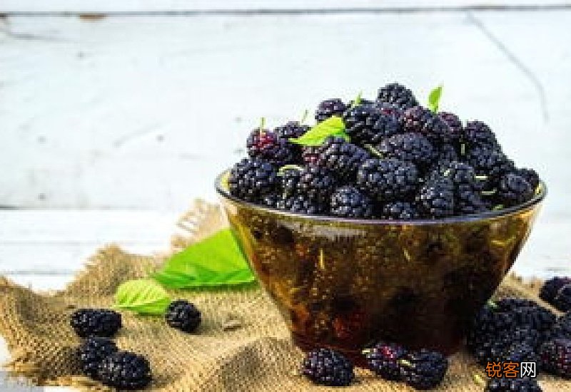 桑椹泡酒桑椹要水洗吗