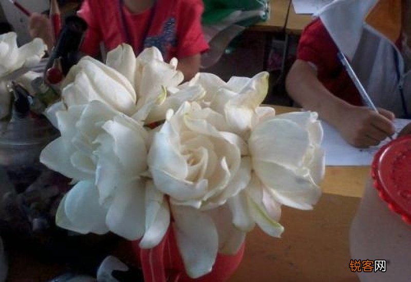 桅子可以经常泡水喝吗