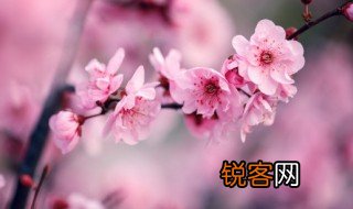 梅花象征着什么意义是什么 梅花象征着什么呢