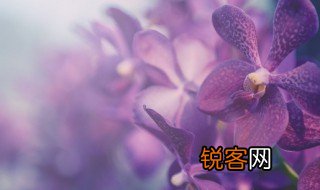 兰花象征的意义 兰花的寓意