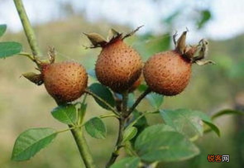 金刺梨功效和作用