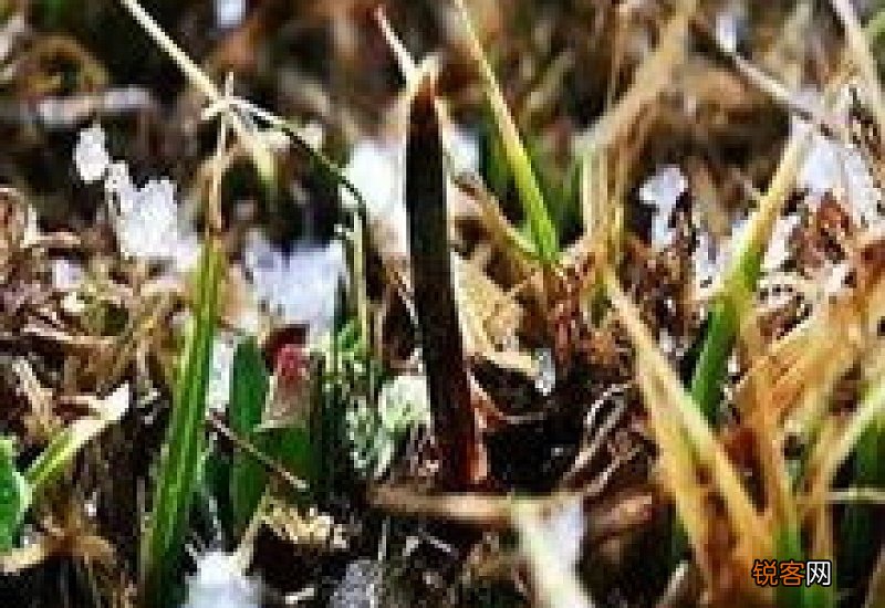 冬虫夏草可以放冰箱冷冻吗