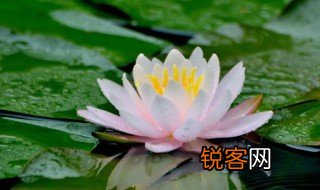 菡萸芙蕖怎么读?什么意思 菡萸芙蕖什么意思