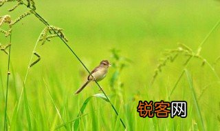 草长莺飞二月天二月天是什么意思 草长莺飞二月天原文介绍