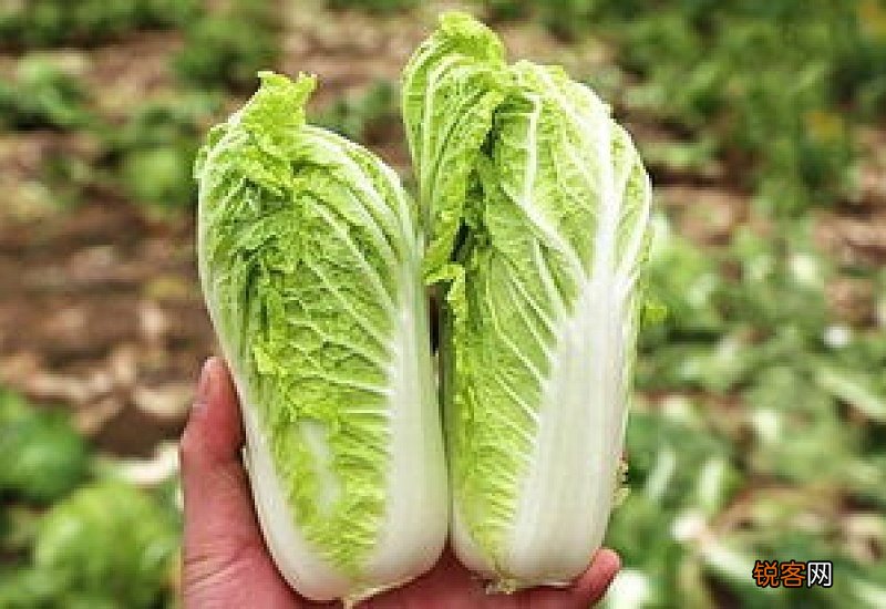 白菜和娃娃菜一样吗