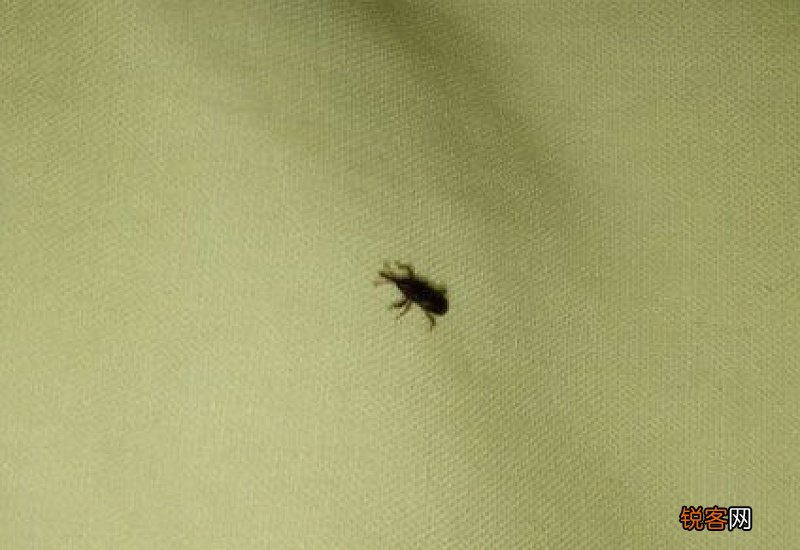 夏季家里很多虫怎么办