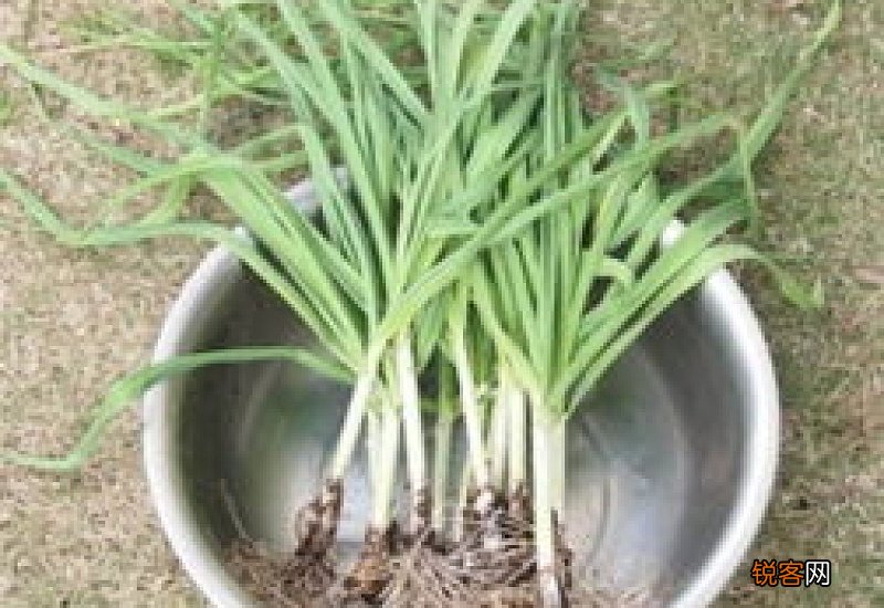 大蒜根须的功效与作用