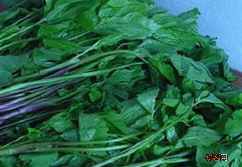 老山芹怎么做 老山芹的做法大全