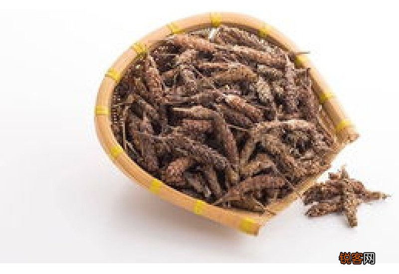 夏枯草煮水能天天喝吗