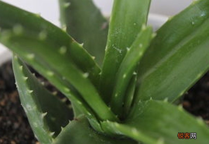 芦荟生吃的功效和作用