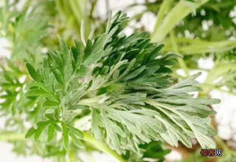 艾草枕头用多了会不会上火