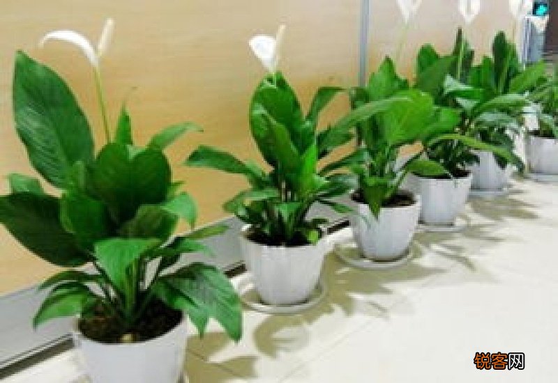 鲜花养护可以用84消毒液吗