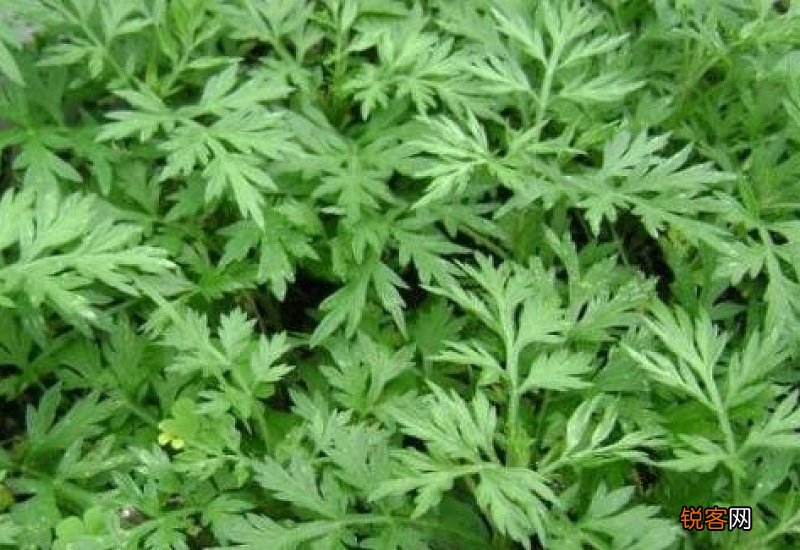 艾草是煮好还是开水泡好呢