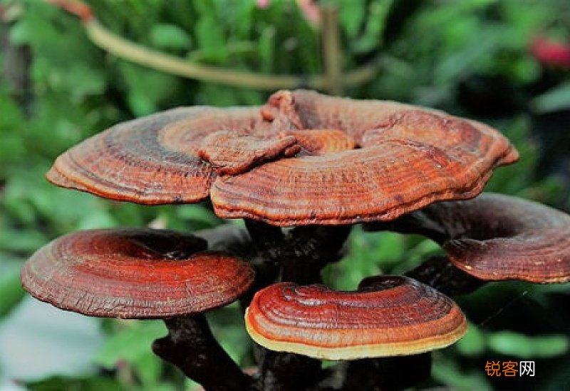 干灵芝保质期多久