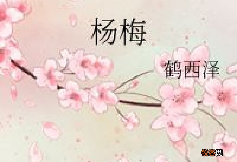 杨梅的造句,用杨梅写一句话