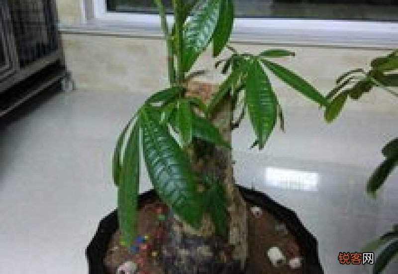 发财树怎样长得茂盛 发财树怎样长得好