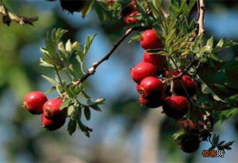 山里红和山楂的区别
