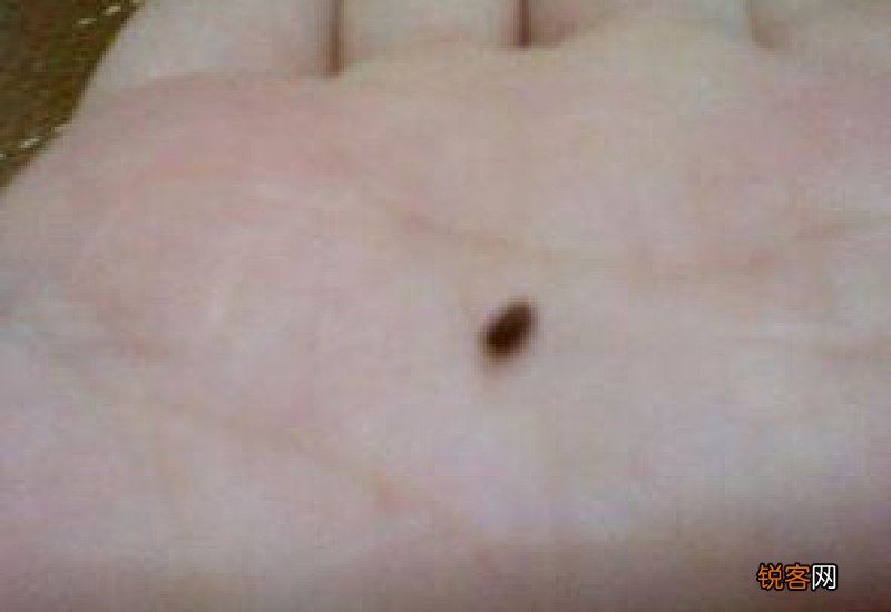 灯周围小飞虫怎么消除