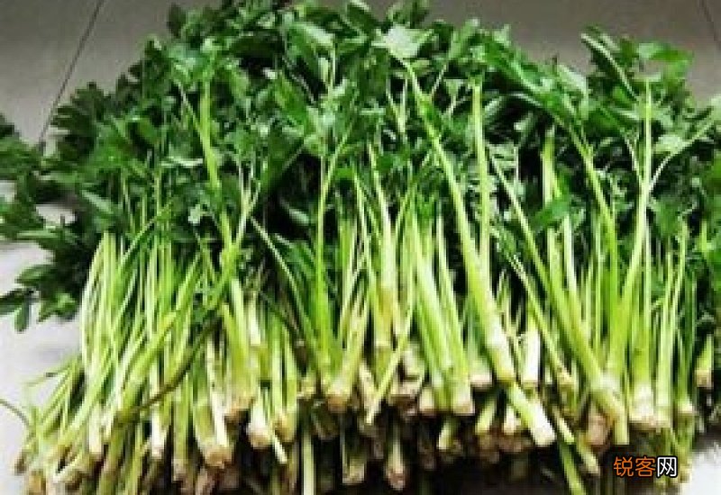 水芹菜有什么营养价值 水芹菜有哪些功效