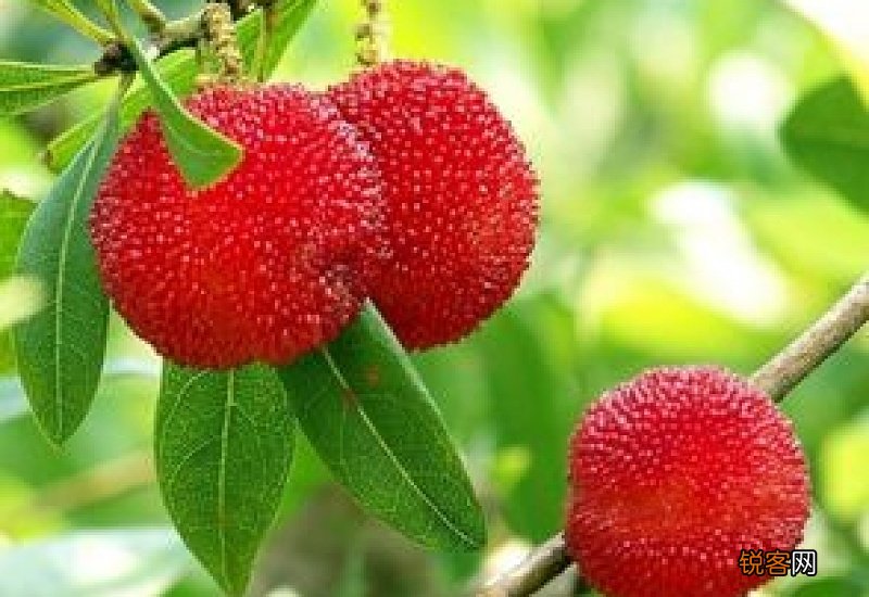 杨梅为什么不能多吃