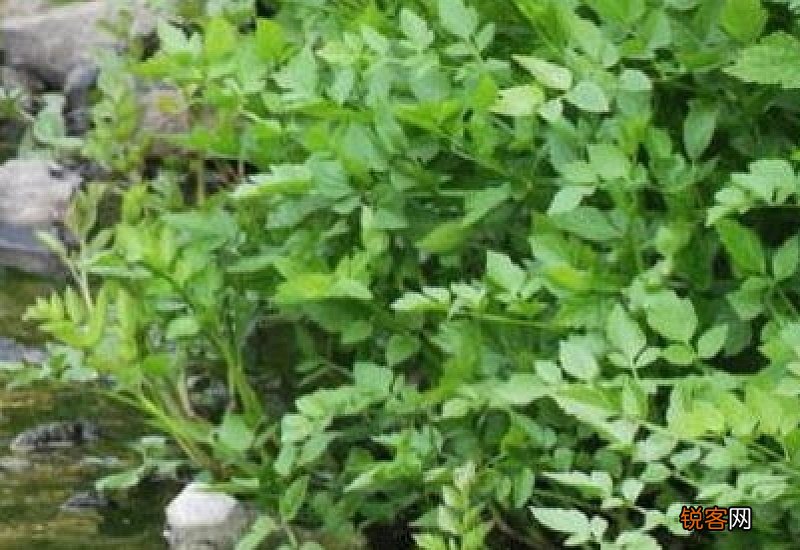 水芹菜有哪些吃法？水芹菜的营养价值