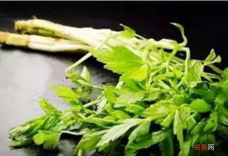 水芹菜的功效有哪些 水芹菜注意事项有哪些