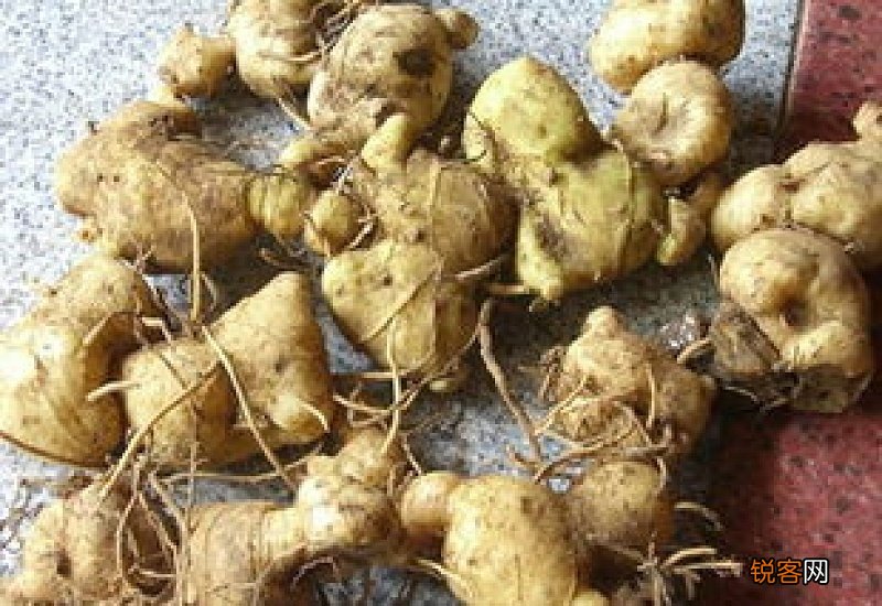 黄精一天吃多少克最好