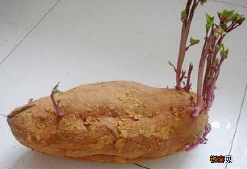 长芽红薯去芽还能吃吗