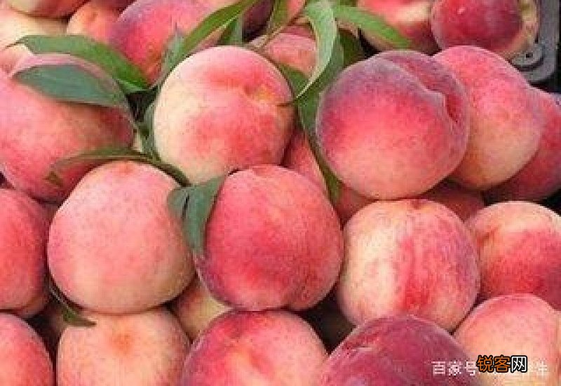 水蜜桃可以治疗便秘吗 便秘吃水蜜桃有效吗