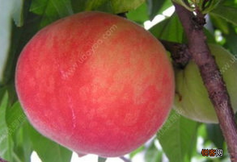 水蜜桃的含糖量高吗 吃水蜜桃会拉肚子吗