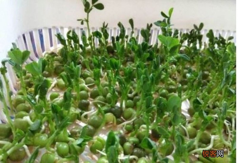 发芽的豌豆粒可以吃吗