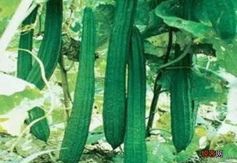 怎样快速剥掉干丝瓜皮 怎样去干丝瓜外皮