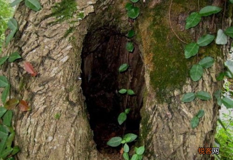 树洞是什么意思
