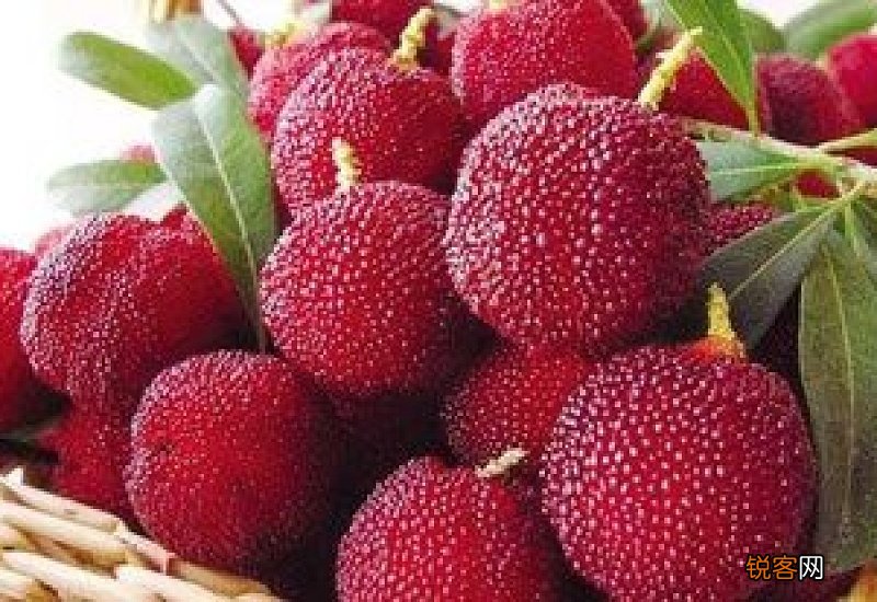 杨梅果子的功效与作用